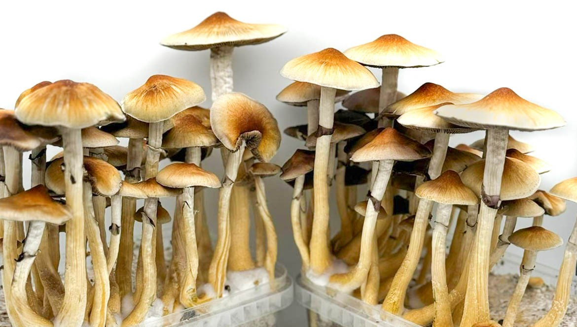 Wie man ein Magic Mushroom Zucht-Set verwendet | Flying Dutchmen